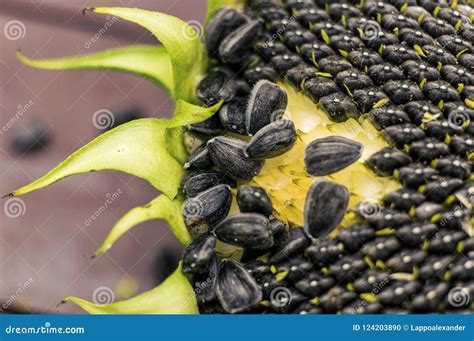 Harvesting of Sunflower Seeds Stock Photo - Image of seed, harvest ...