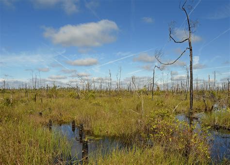 Image Gallery: Okefenokee Swamp - Volusia Naturalist