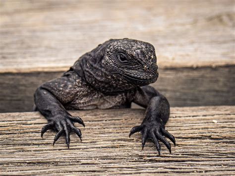 Reportajes y fotografías de Reptil en National Geographic