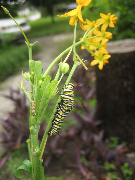 Monarch caterpillars visiting my milkweed plants and crawling up the ...