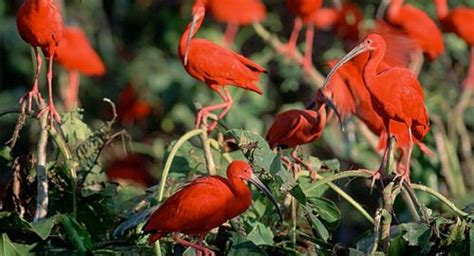 Scarlet Ibis Facts | Anatomy, Diet, Habitat, Behavior - Animals Time