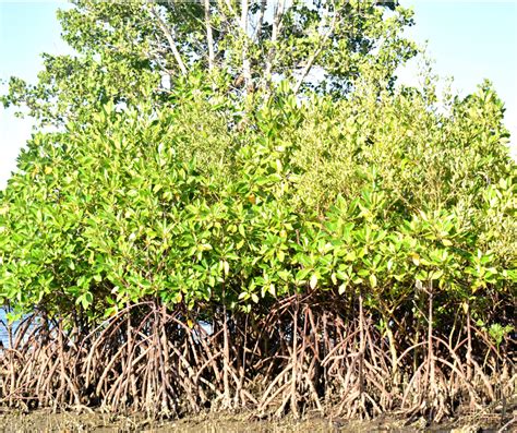 Saving Mangroves: Community Training in Quezon, Philippines - IIRR