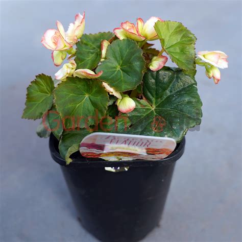 Begonia Elatior 13cm - Garden World Nursery Online