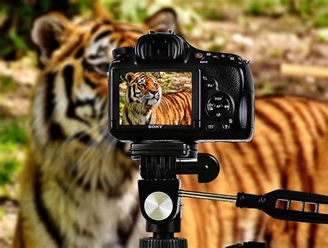 The Best Wildlife & Bird Photography Cameras