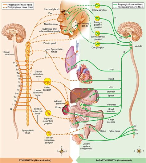 Autonomic Nervous System | Basicmedical Key