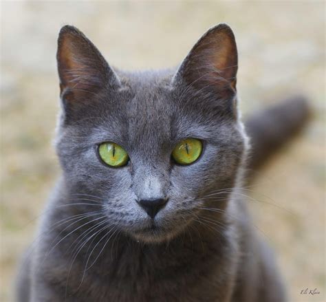 Gray Cat Green Eyes by Eli Klein on 500px | Grey cats, Cat greens, Cats