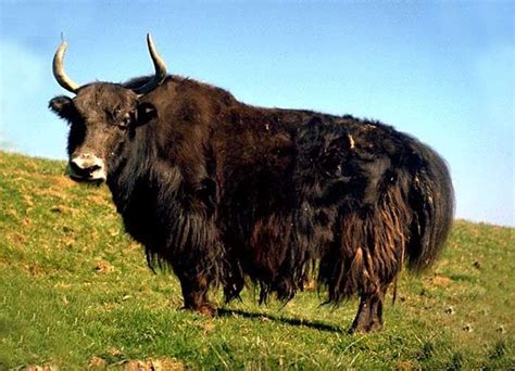 Where do Yaks live