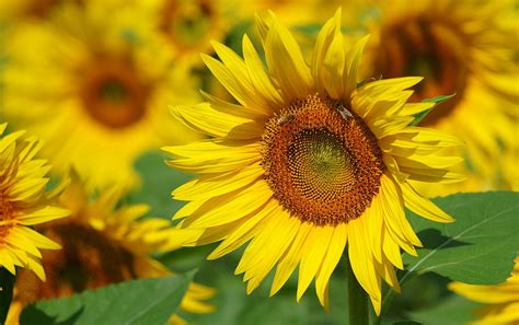 Conseils jardinage. Des tournesols dans votre jardin... ou sur votre balcon