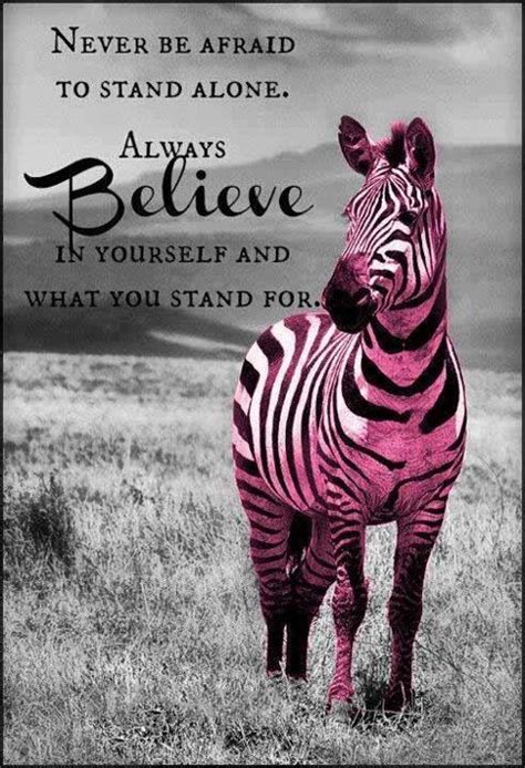 Tentang zebra quotes instagram Terbaik - Javaquotes