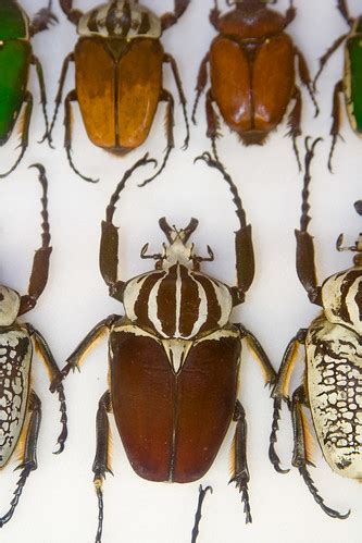 CC315 Insect Museum | Visit to the Insectropolis Bugseum in … | Flickr