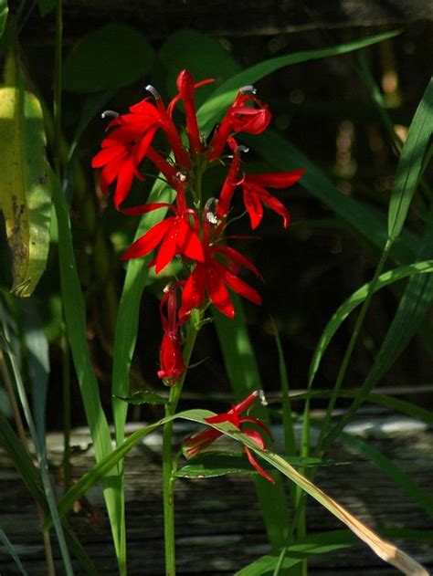 Cardinal Flower | Cardinal flower, Flowers, Plants