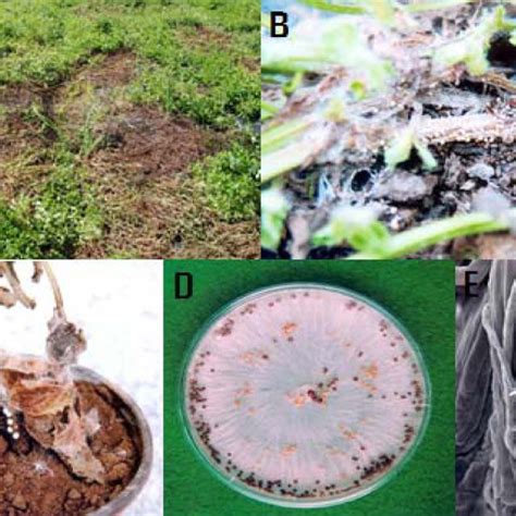 (PDF) Stem Rot of Stachys sieboldii Caused by Sclerotium rolfsii in Korea