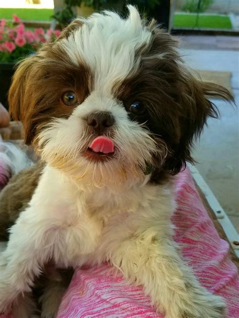 Shih Tzu Puppies For Sale Virginia Beach