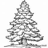 Pine Tree Coloring Pages  Free & Printable sketch template