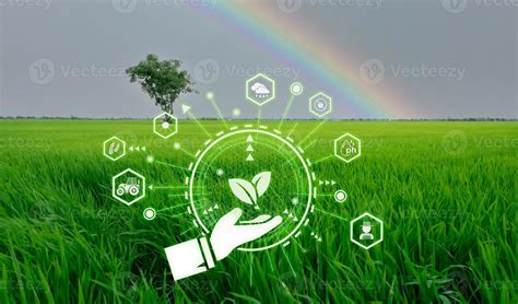 Smart agriculture with modern technology concept. Landscape of green rice farm field, rainbow ...