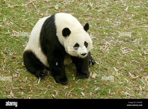 Tai Shan the Giant Panda The National Zoo's two year old baby Giant ...