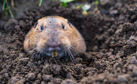 Blog - The Problems Gophers Bring To Your Las Vegas Property