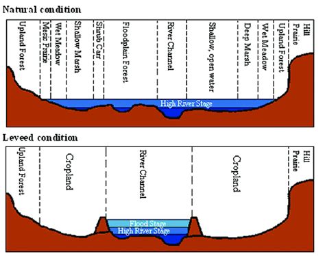 Cross sections of an idealized floodplain river depicting natural (top ...