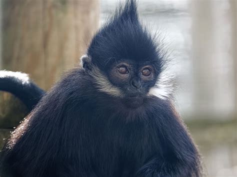 François’ langur