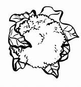 Couve Legumes Vegetais Atividades Tudodesenhos Bernardo Sketch Coloring  sketch template