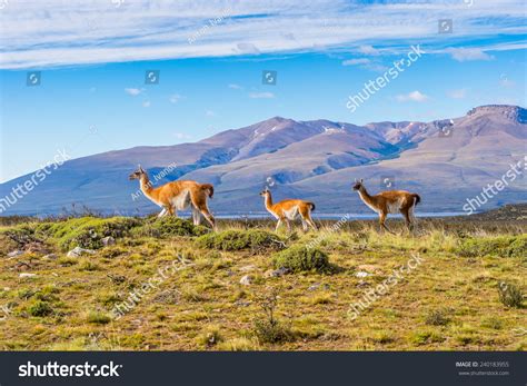 Flock Of Guanacos Running In Patagonia, Chile Stock Photo 240183955 ...