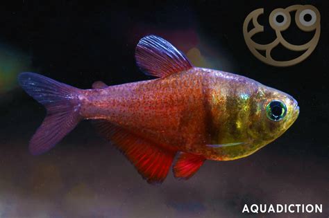 Flame Tetra - Hyphessobrycon flammeus Fish Profile & Care Guide