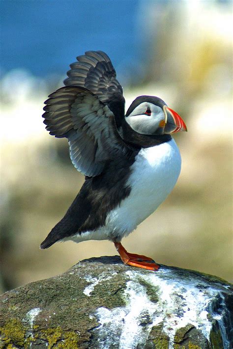 Puffin Free Stock Photo - Public Domain Pictures