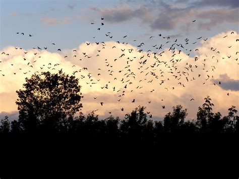 Birds,clouds,sky,landscape,flight - free image from needpix.com