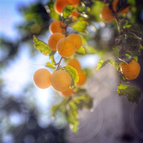 yellow tree fruits by Renee van Garderen. Photo stock - StudioNow