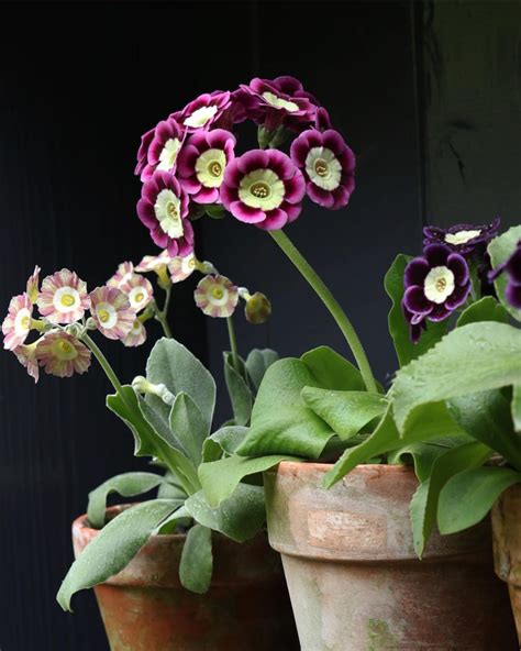 Primula Auricula | Primula auricula, Primula, Common garden plants