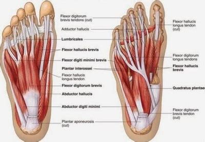 Muscles Of The Foot Laminated Anatomy Chart | lupon.gov.ph