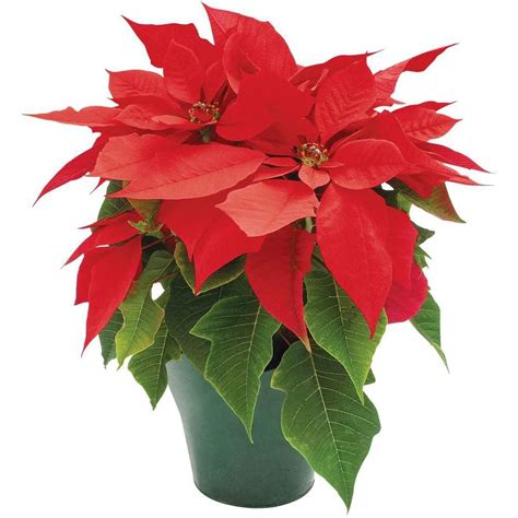 How to plant poinsettias in the landscape after the holidays | Home/Garden | nola.com