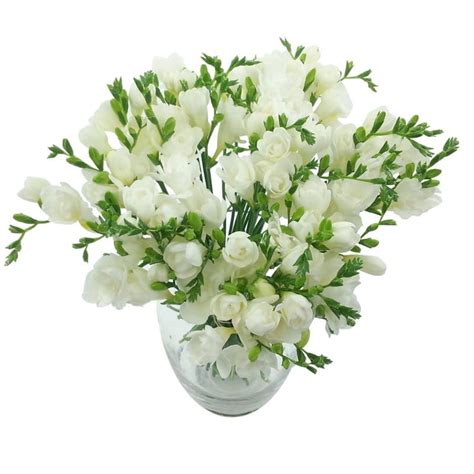 White Whispers Freesia Bouquet | Fresh White Freesia Flowers for Next Day Delivery