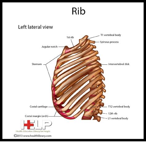 Rib - left lateral view | School help, Anatomy and physiology, Skeleton ...