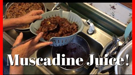 Muscadine Juice Recipe | Dandk Organizer