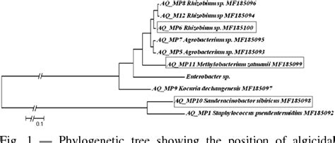 Figure 1 from Perspective of cyanobacterial harmful algal bloom ( HAB ) mitigation: Microcystis ...