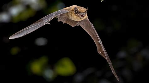 The Soprano Pipistrelle Bat (Pipistrellus pygmaeus) - ibats.org.uk