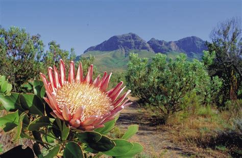 HOW TO GROW PROTEA |The Garden of Eaden