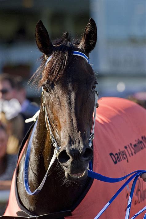 BlackCaviar-04092011-DSC_5208 | Black caviar, Caviar, Thoroughbred horse