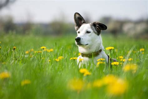 3 Natural Remedies for Dogs: Coconut Oil, Canned Pumpkin, Diatomaceous ...