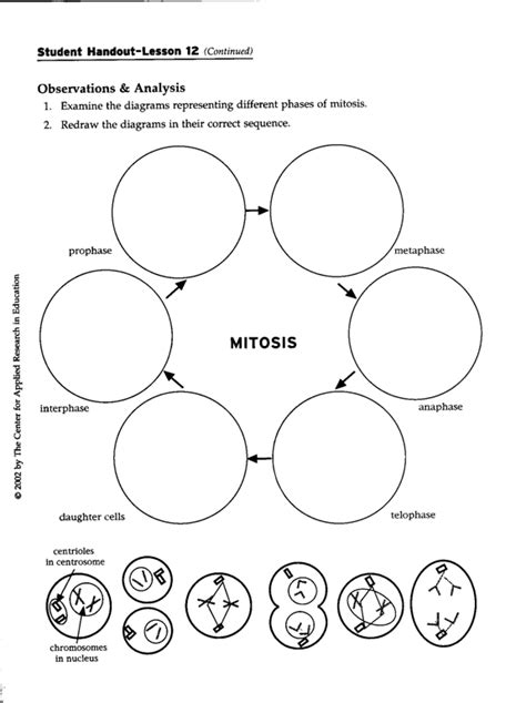 Stages Of Mitosis Worksheets