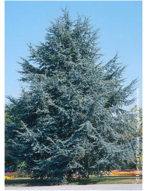 CEDRUS atlantica GLAUCA (Cèdre bleu de l'Atlas)