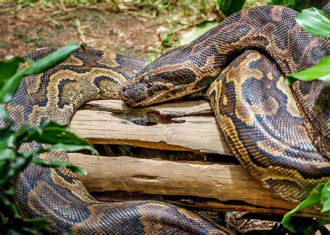 african-rock-python – Uganda Wildlife Conservation Education Centre