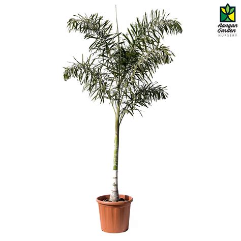 Foxtail Palm - Wodyetia Bifurcata - Order Online