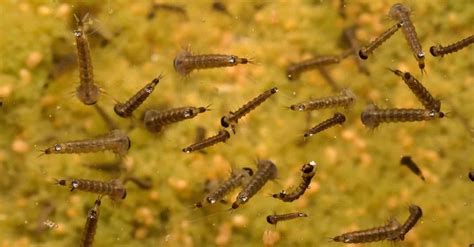 How to Kill Mosquito Larvae: 7 Simple & Effective Methods