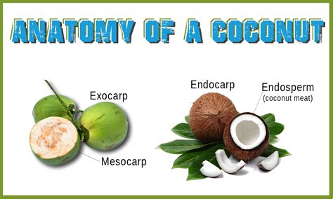 The Fruit of Life | Coconut benefits, Coconut, Fruit