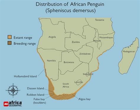 African penguin - Africa Geographic