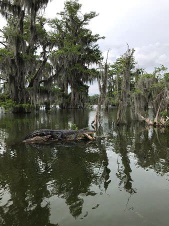 Champagne's Cajun Swamp Tours (Breaux Bridge) - 2019 All You Need to ...