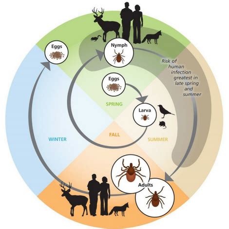 Mosquito.Buzz | Tick Life Cycle