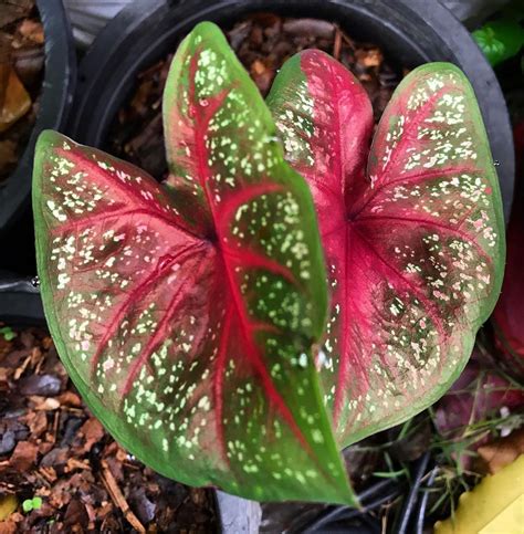 Varieties Caladium Types And Names